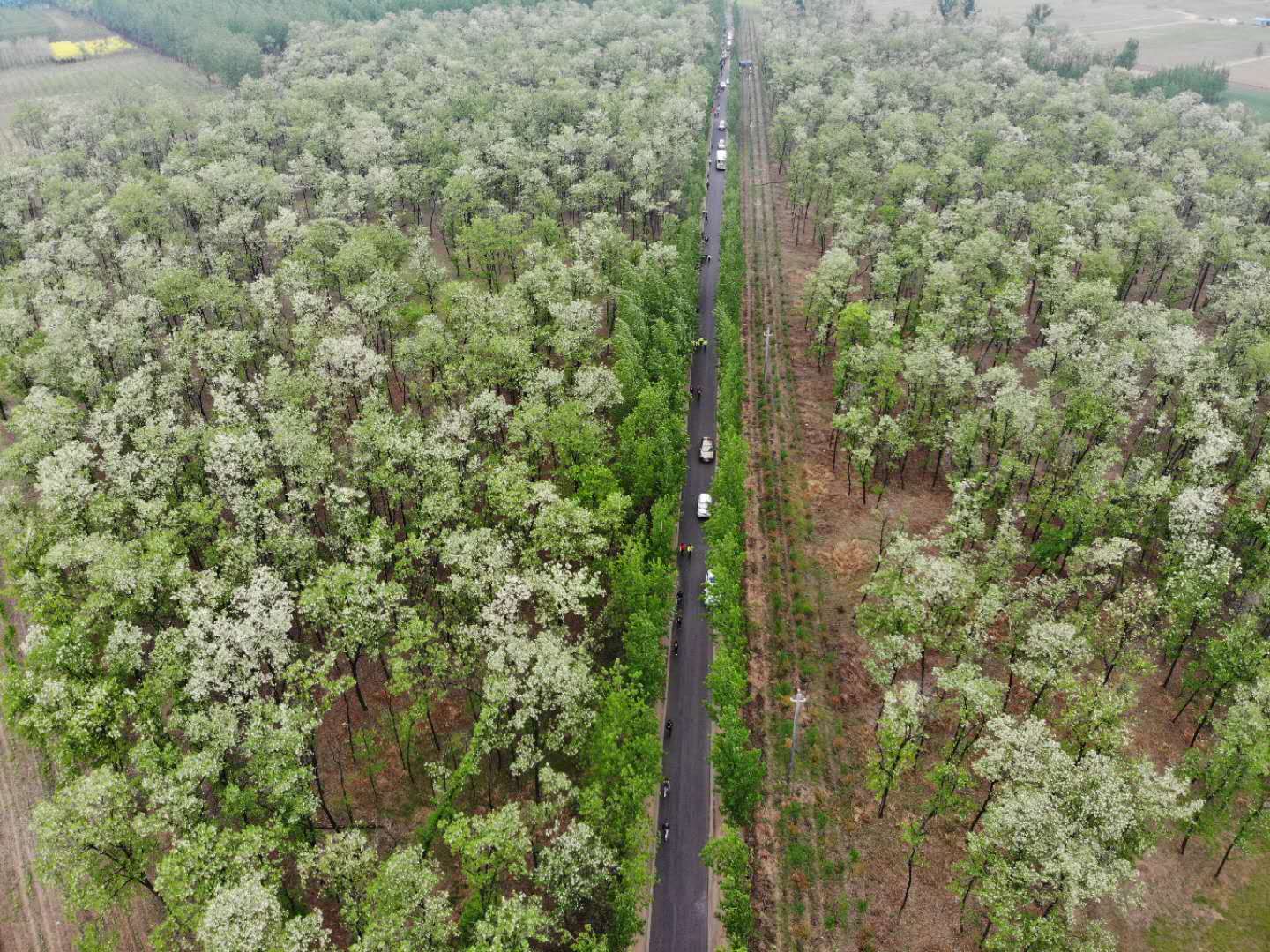 河南商丘市民权林场半个多世纪的生态坚守